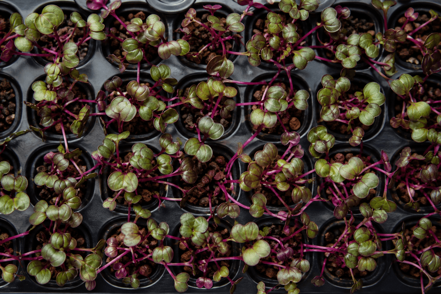 Pak Choi Red mikrozöld